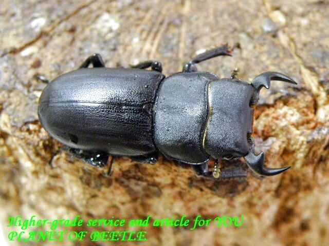 〇26日新着四川便+特価品＼(^o^)／