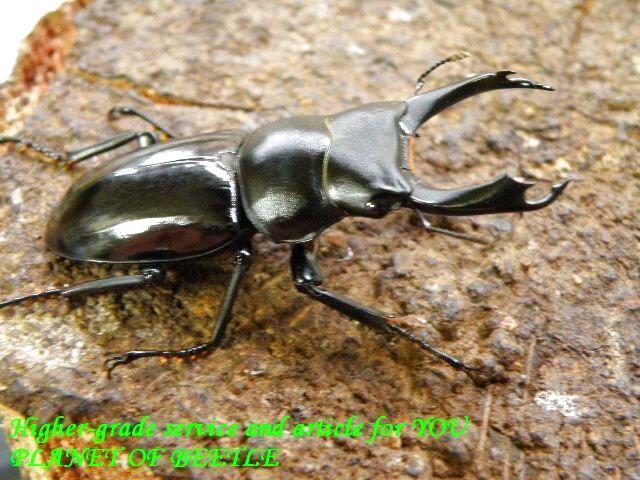 〇ポイント5倍最終日＼(^o^)／