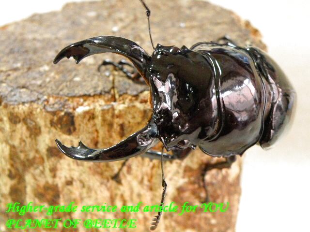 〇40％オフ＋Pre-連動企画は本日最終日＼(^o^)／