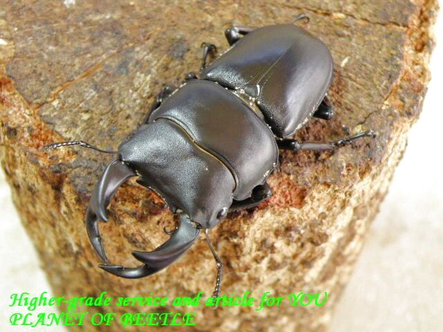 〇希少産地ホペイが20％オフに＼(^o^)／