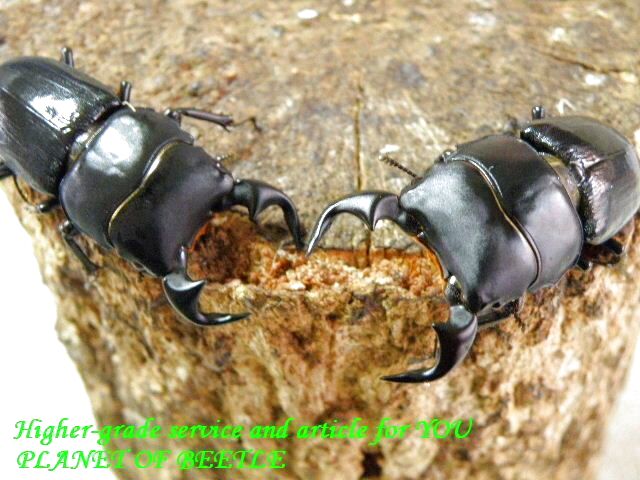 〇先着1名様♀付き！リンビン＼(^o^)／