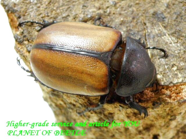 〇週末はポイント5倍＼(^o^)／