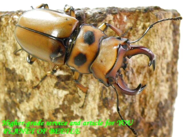 〇お買い得グラディアトール＼(^o^)／