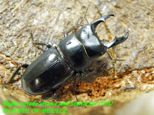 〇お買い得ゴンシャナス＼(^o^)／