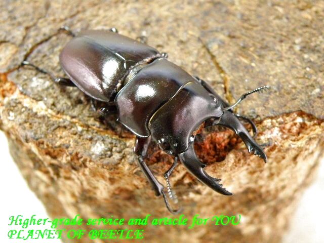 〇プロソポコイラス セネガレンシス＼(^o^)／