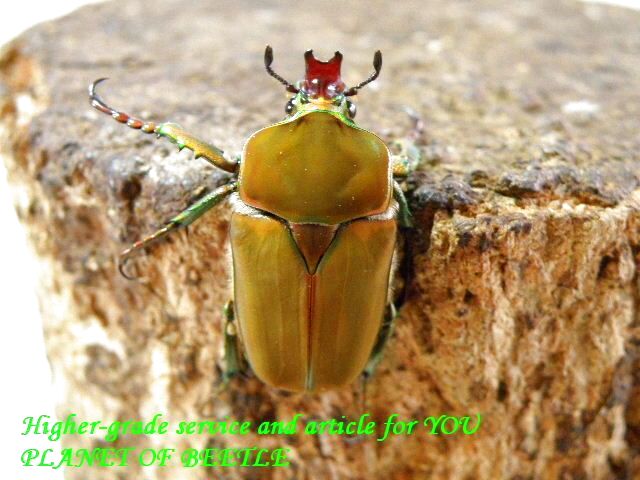 〇カショウスキィウェルナー＼(^o^)／