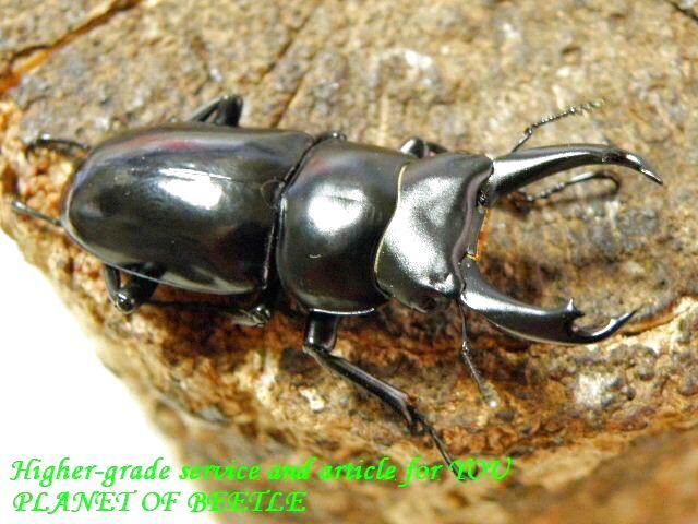 〇週末はポイント5倍＼(^o^)／