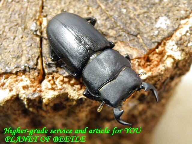 〇ラスト！本物メンシウスssp＋リンビン♀単＋ポイント5倍最終日＼(^o^)／