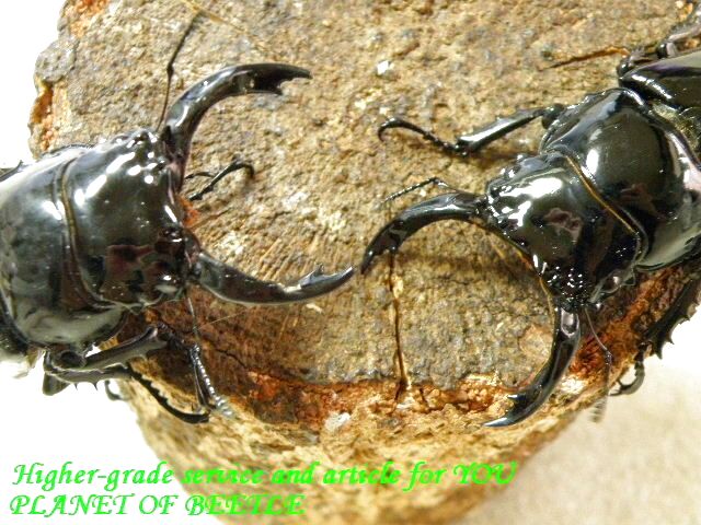 〇28日まで！レギウス35％オフ＼(^o^)／