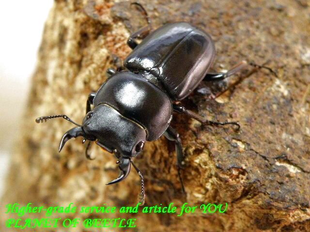 〇ビキヌス♂単品＼(^o^)／