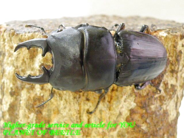 〇ペアリング用♂単品＼(^o^)／