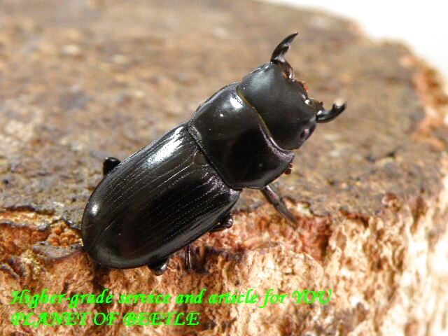 〇希少な広西カツラ＼(^o^)／