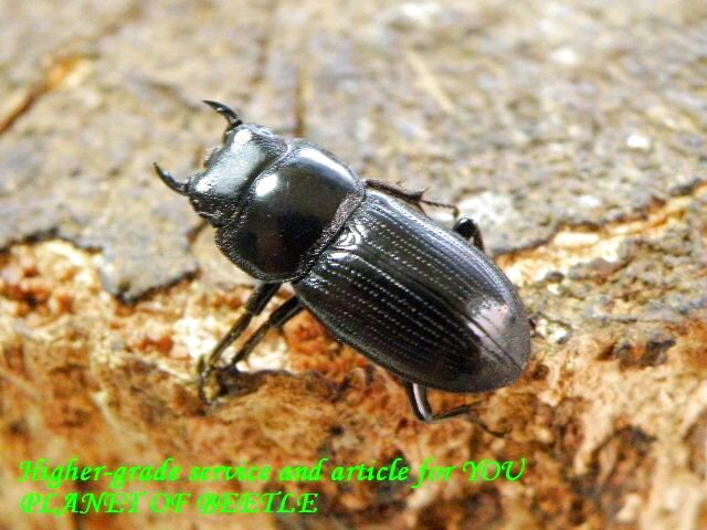 〇ポイント5倍最終日＼(^o^)／