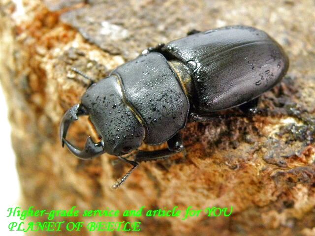 〇種類当てクイズの答え＼(^o^)／