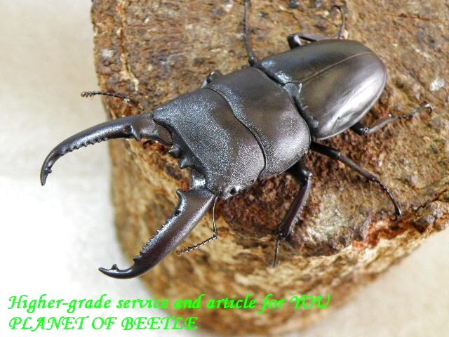 〇D.ティタヌス ファソルト＼(^o^)／