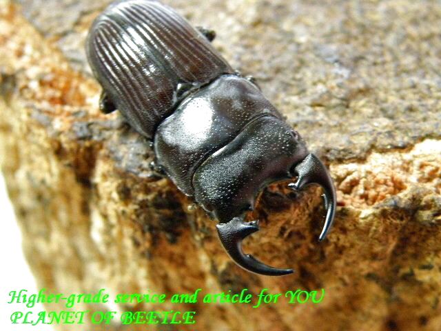 〇ヤンソンを15日まではトリオで＼(^o^)／