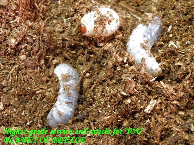 〇F1幼虫・ブループロイス＼(^o^)／