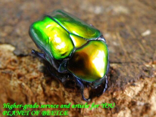 〇スペキオーサF1ペア＼(^o^)／