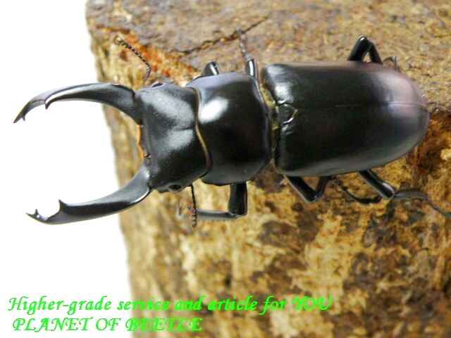 〇ドルクス ブラナウン＼(^o^)／