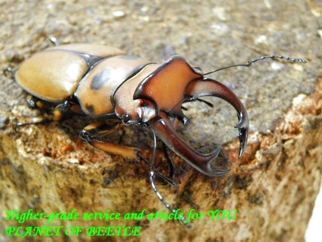 〇ポイント5倍最終日＼(^o^)／