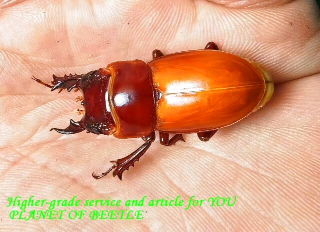 〇19日新着中国便＼(^o^)／