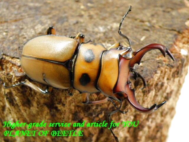 〇グラディアトールサービストリオ＼(^o^)／