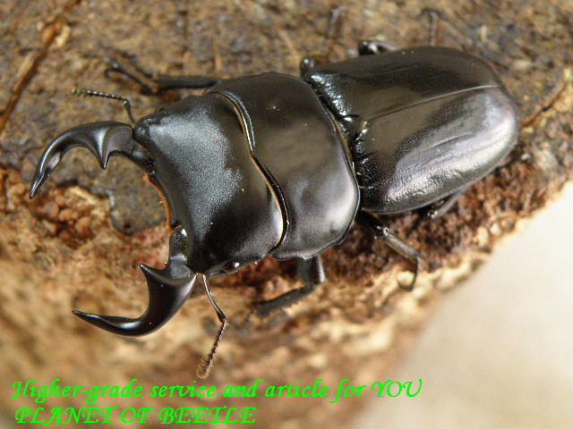 〇週末はポイント5倍＼(^o^)／