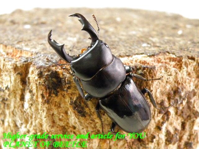 〇31日まで！超ペイペイジャンボ！！＼(^o^)／