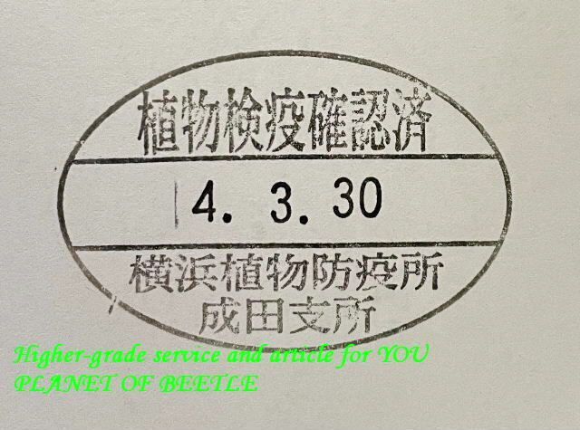 〇30日新着カメルーン便＋超ペイペイジャンボ最終日＼(^o^)／