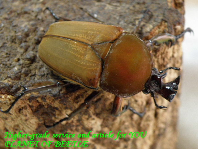 〇週末はポイント5倍＼(^o^)／