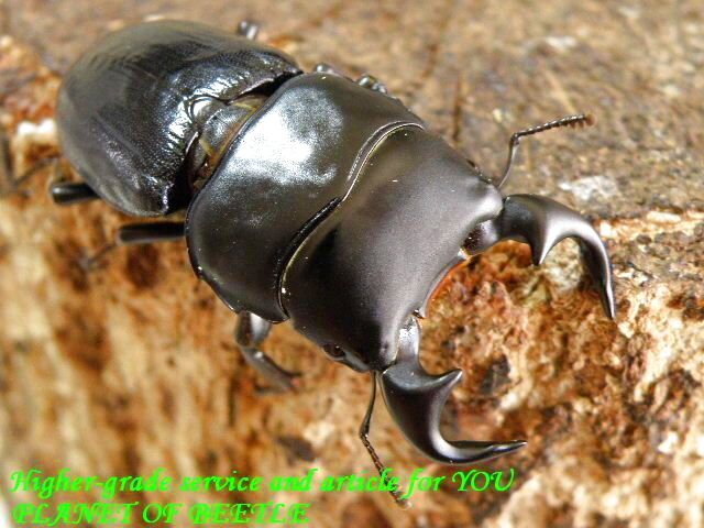 〇ポイント5倍最終日＼(^o^)／