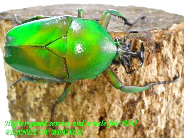 〇大型ミカンス＼(^o^)／