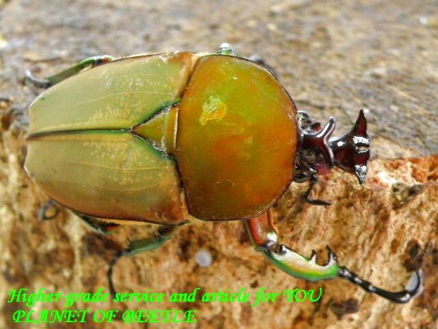 〇天然プロイス＼(^o^)／