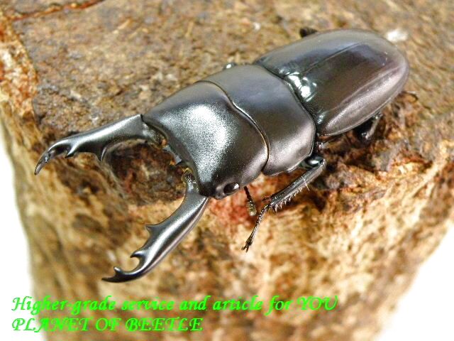 〇ラスト！ドルクスペマコ＼(^o^)／