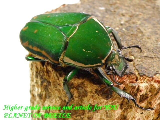 〇ブリード用トルクアタ♀単品＼(^o^)／