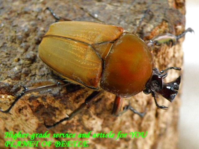 〇週末はポイント5倍＼(^o^)／