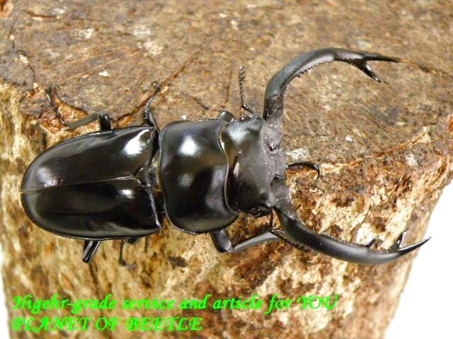 〇ポイント5倍最終日＼(^o^)／