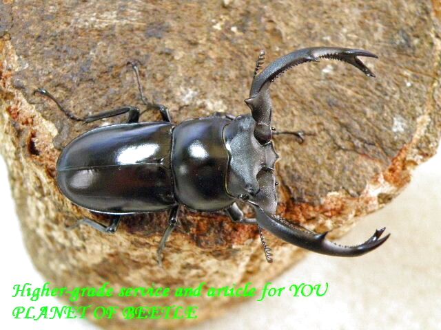 〇盈江フキヌキ＼(^o^)／