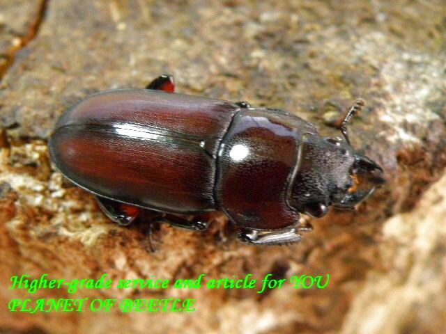 〇中国ブリード♀単品＼(^o^)／