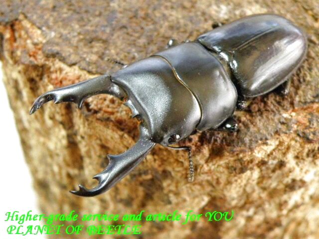 〇ペマコ♂単品＼(^o^)／