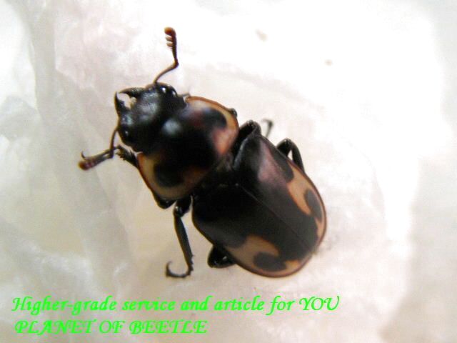 〇22日新着カメルーン便＋週末はポイント5倍＼(^o^)／