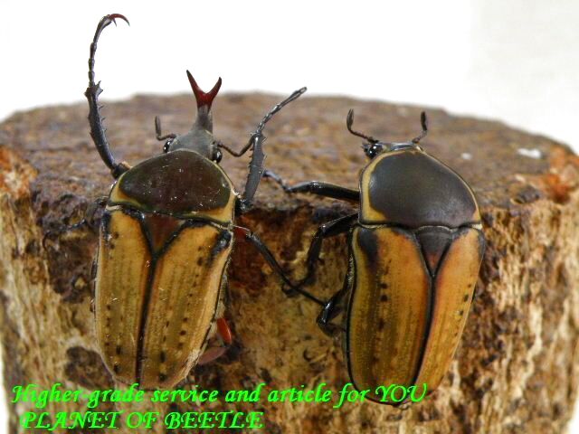 〇ハリスエグジミア＼(^o^)／