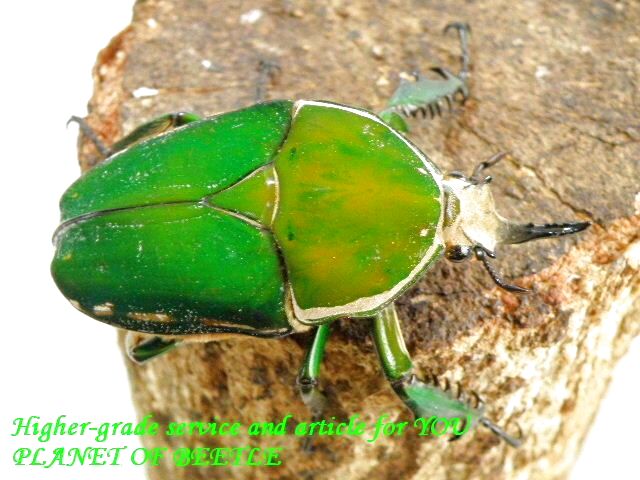 〇トルクアタ インマキュリコリス＼(^o^)／