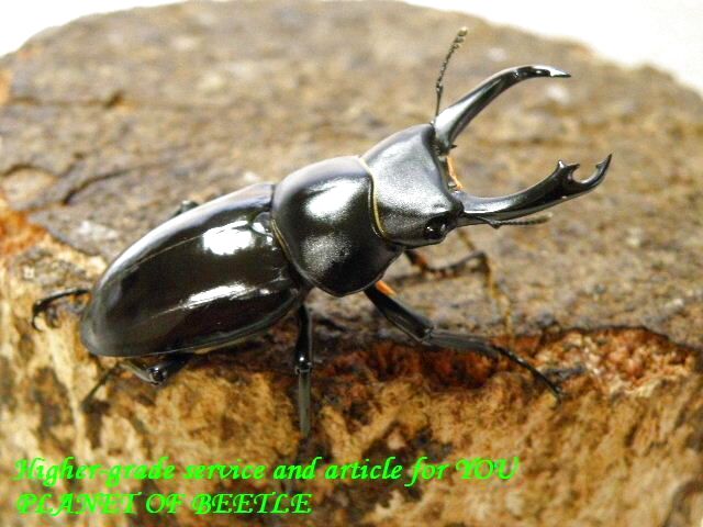 〇ドルクス シネンシス原名亜種＼(^o^)／