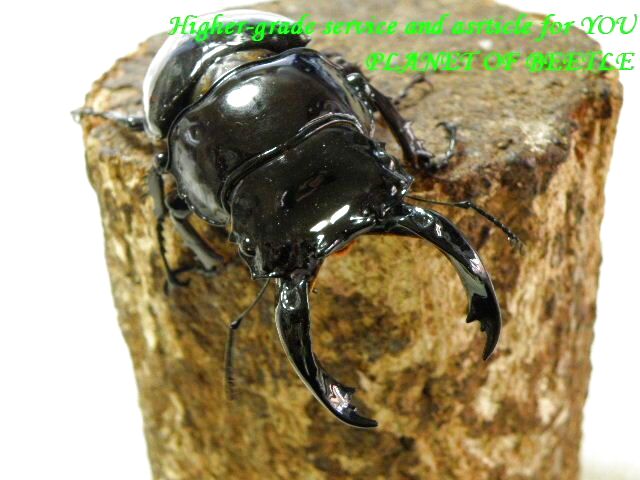 〇GWpremium！天然レギウスお買い得！＼(^o^)／