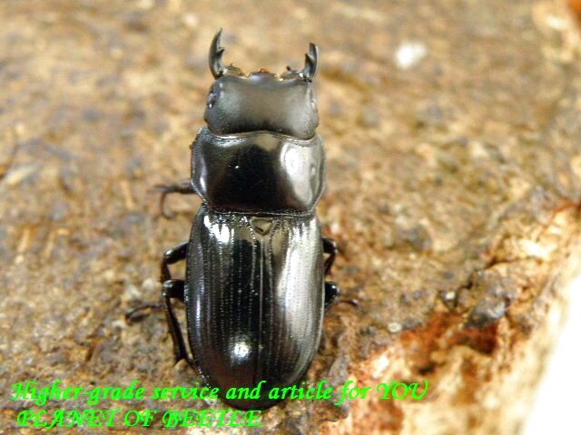 〇引き続きGWpremium開催中＼(^o^)／