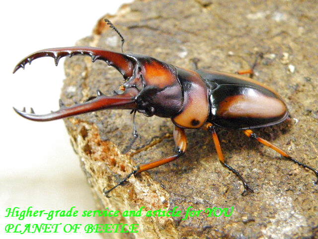 〇8日23:59まではGW premium！＼(^o^)／