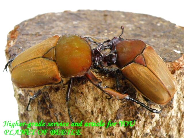 〇GW premium！＼(^o^)／