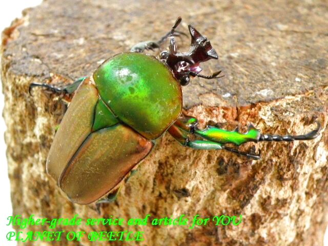 〇本日最終日GW premium！＼(^o^)／