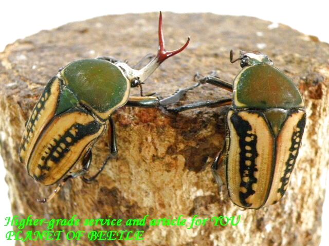 〇ハリスエグジミア♀単品＼(^o^)／